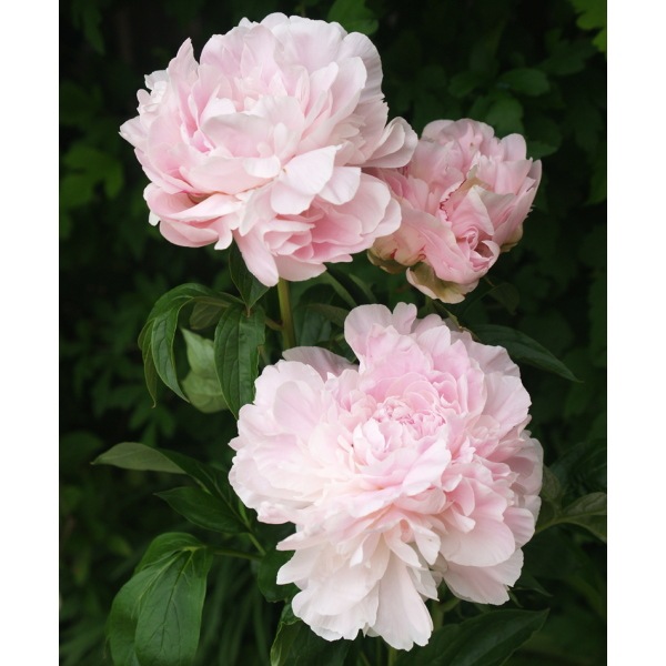 芍薬 シャクヤク 抜き根 芍薬 シャクヤク 7号 プレジデントウィルソン｜草花10-TU | 草花,芍薬