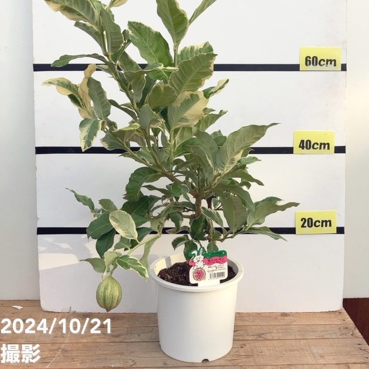 斑入りレモン 果樹 実が付き 鉢ごと発送 【公式通販】