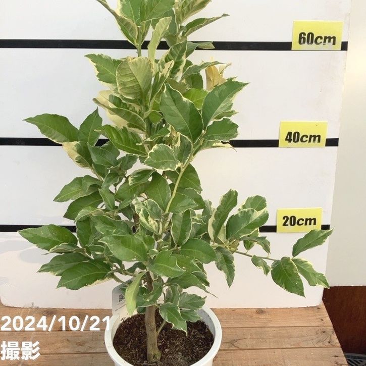 シェフレラ　青レモン斑入り 大株　幹太　屋外育成 シェフレラ 青レモン斑入り 大株 幹太 屋外育成 シェフレラ