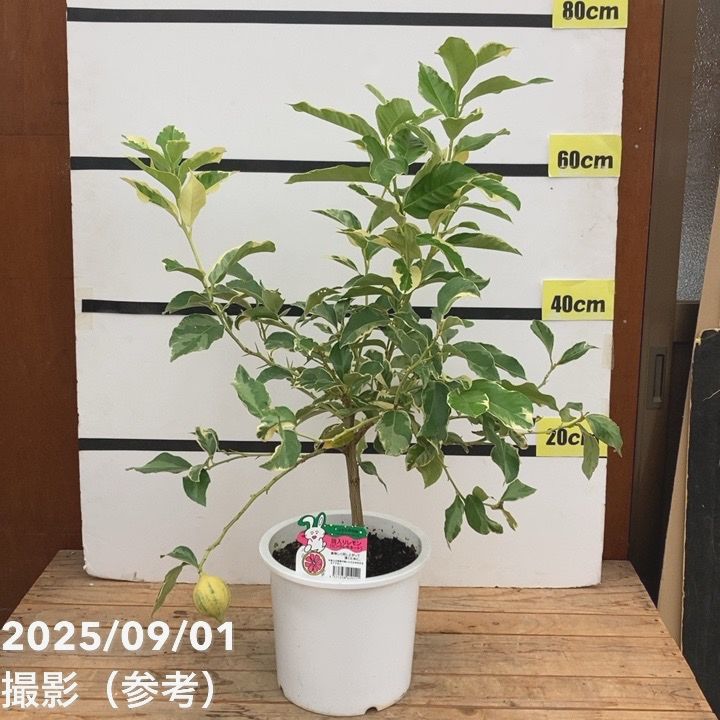 実付き柑橘＞斑入りピンクレモネード 7号｜柑橘｜果樹10-TU | 果樹