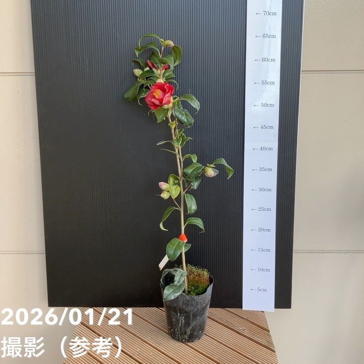 椿 ツバキ 4号 紺秋［こだわりの前田ナーセリー苗］｜花木04-PA | 花木