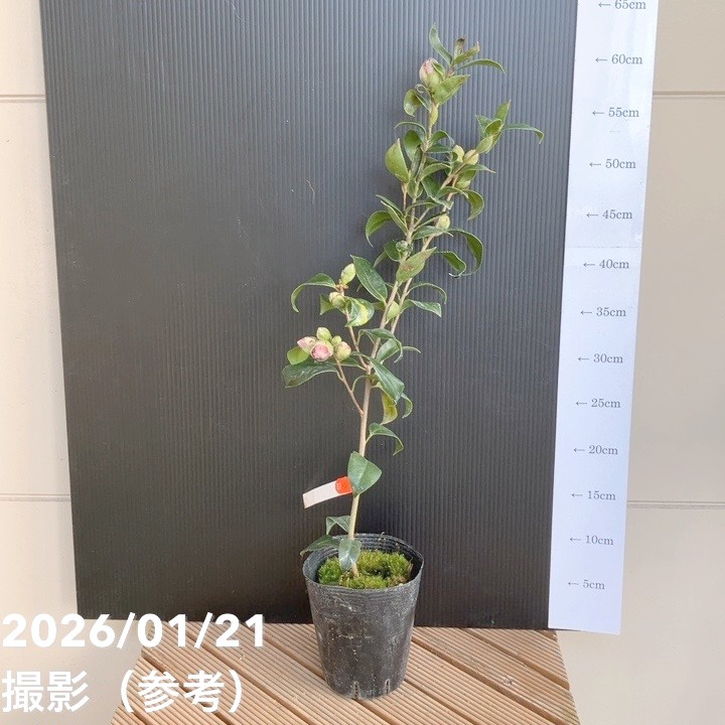 椿 ツバキ 4号 紺秋［こだわりの前田ナーセリー苗］｜花木04-PA | 花木