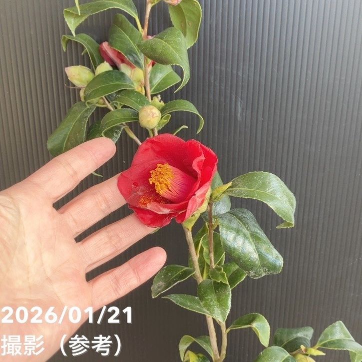 小紋　赤　黄　グリーン　紫　椿　T641 Hypericum androsaemum 'Albury Purple' (St. John's Wort