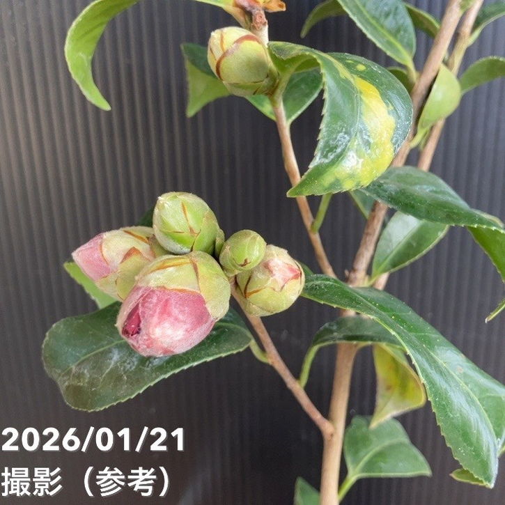 椿 ツバキ 4号 紺秋［こだわりの前田ナーセリー苗］｜花木04-PA | 花木