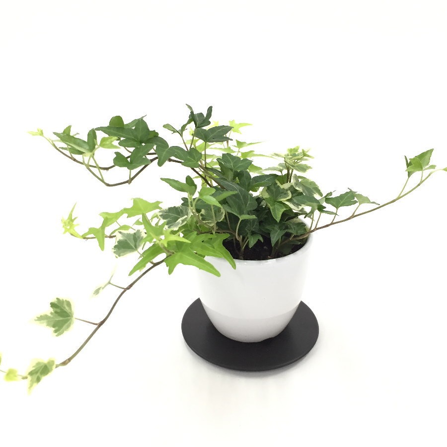 創業60周年記念 アイビーミックス植え 3号 白陶器鉢 黒皿つき 特集 赤塚植物園６０周年企画特別商品 赤塚植物園オンライン 花の音