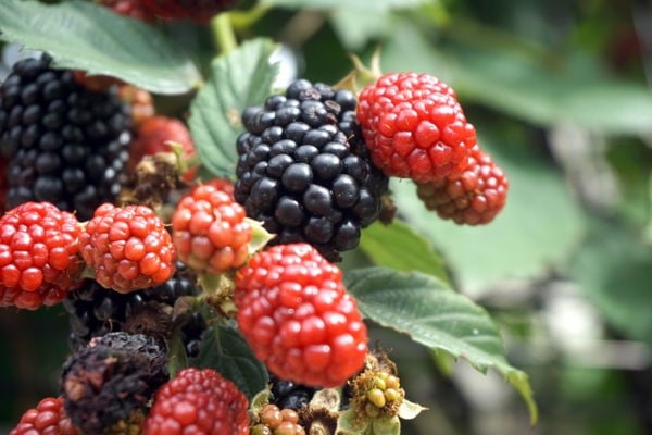 スイートマルベリー　抜き苗　A 000000004913_L6ZkzF2.jpg