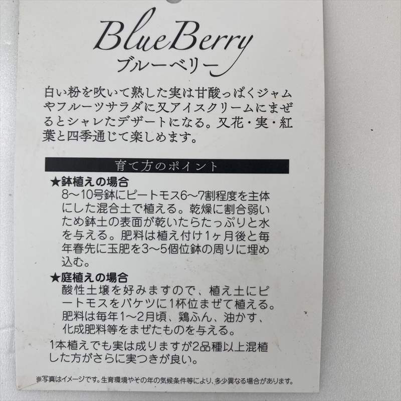 780円 最大84%OFFクーポン 果樹の苗 ブルーベリー ラビットアイ系 :フロリダローズ5号ポット 780円 最大84%OFFクーポン 果樹の苗 ブルーベリー ラビットアイ系 :フロリダローズ5号ポット
