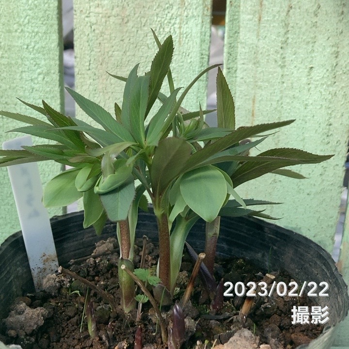 クリスマスローズ 原種 デュメトラム 5号ポット｜山野04-PA | 草花