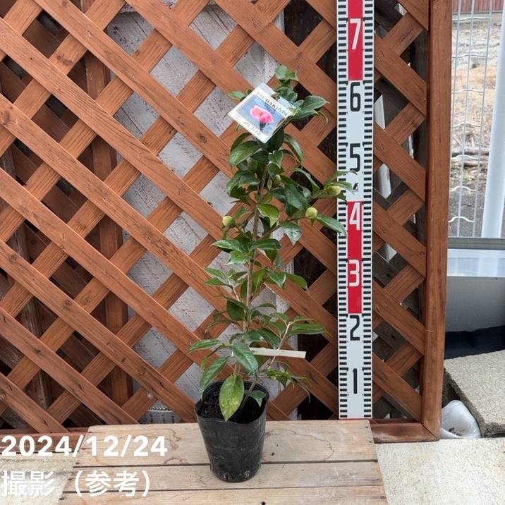 椿 ツバキ 4号 西王母 せいおうぼ［こだわりの前田ナーセリー苗