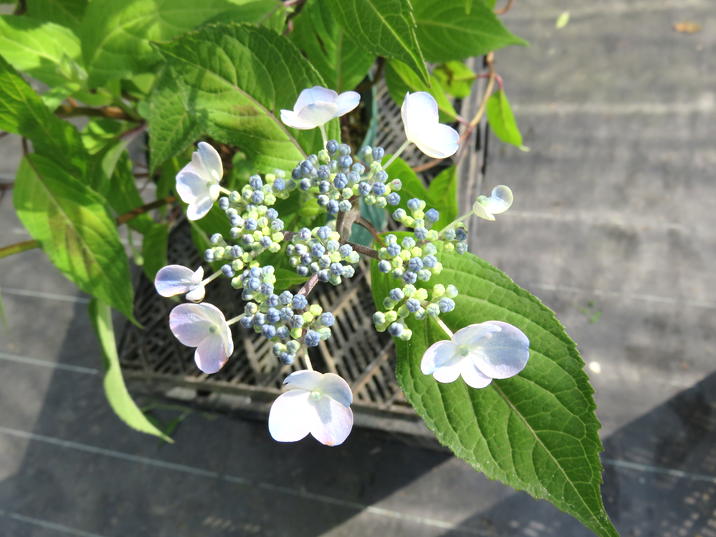 ヤマアジサイ 4号 大紫紅 ダイシコウ（19）｜花木01-D1 | 赤塚植物園