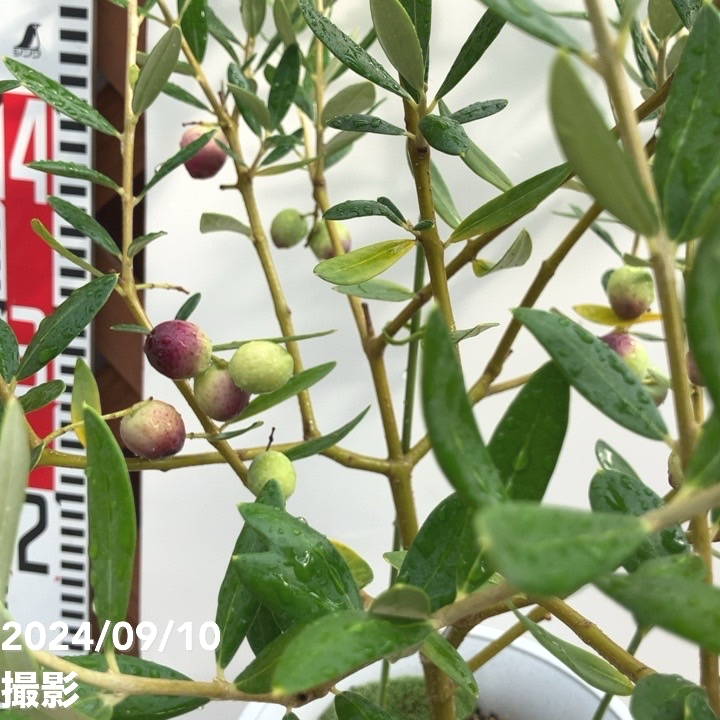 実付き＞オリーブ 6号 アレグロッソ｜果樹04-PA | 果樹 | 赤塚植物園