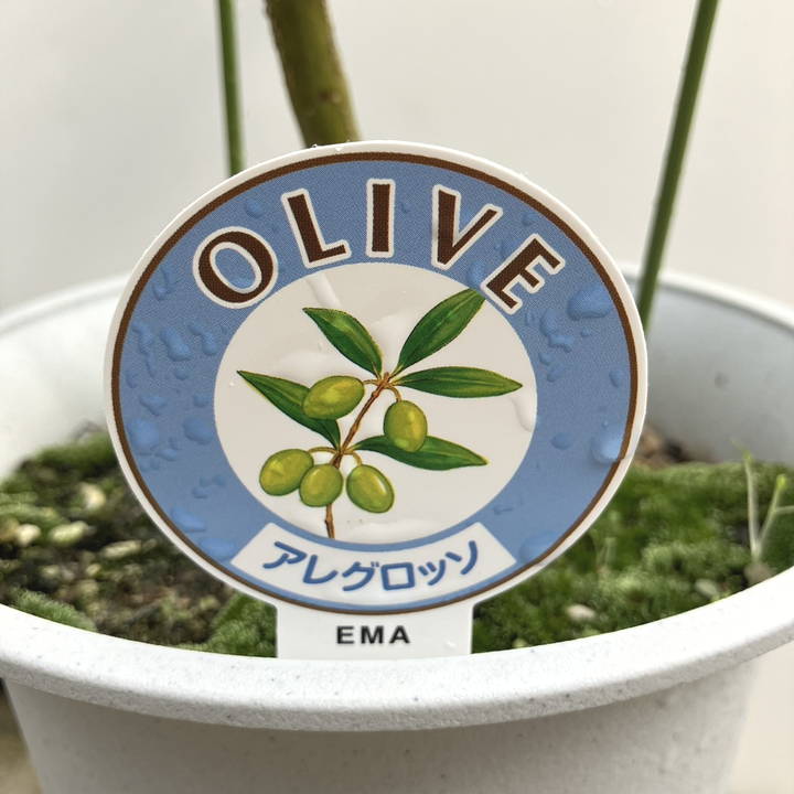 実付き＞オリーブ 6号 アレグロッソ｜果樹04-PA | 果樹 | 赤塚植物園