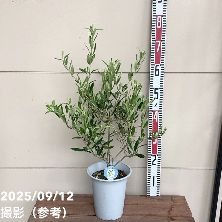 実付き＞オリーブ 6号 アレグロッソ｜果樹04-PA | 果樹 | 赤塚植物園