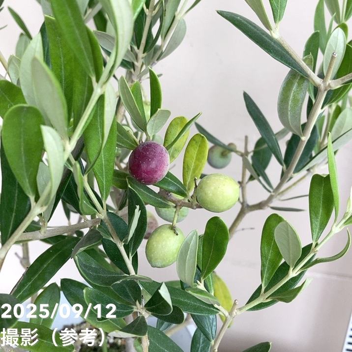 実付き＞オリーブ 6号 アレグロッソ｜果樹04-PA | 果樹 | 赤塚植物園