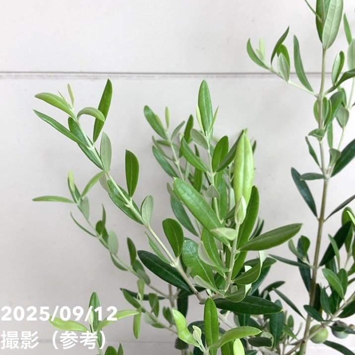 実付き＞オリーブ 6号 アレグロッソ｜果樹04-PA | 果樹 | 赤塚植物園