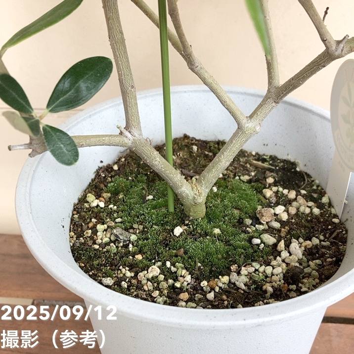オリーブ様 実付き＞オリーブ 6号 アレグロッソ｜果樹04-PA | 果樹 | 赤塚植物園