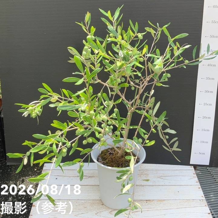 実付き＞オリーブ 6号 アレグロッソ｜果樹04-PA | 果樹 | 赤塚植物園