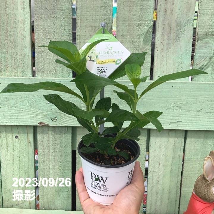 ラグランジア® シャンデリーニ | PROVEN WINNERS (PW)【植物の