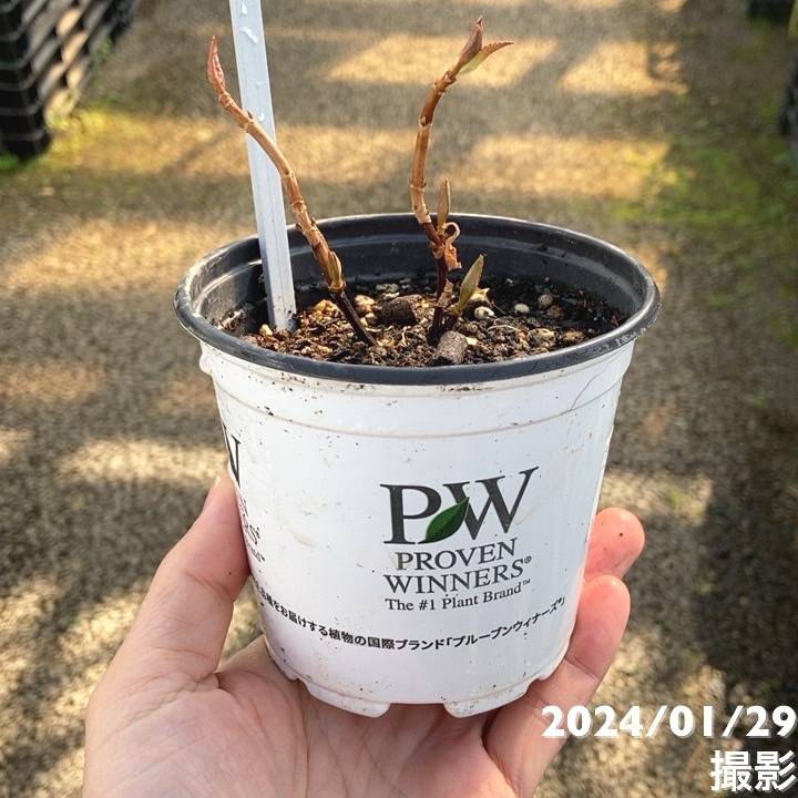 PW ラグランジア シャンデリーニ 3.5号｜花木04-PA | 花木・庭木