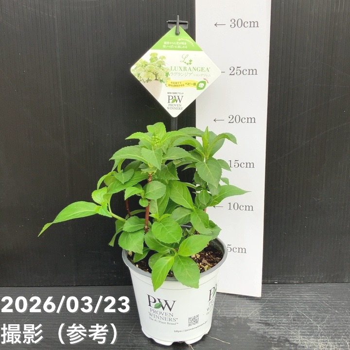 PW ラグランジア シャンデリーニ 3.5号｜花木10-TU | 花木・庭木