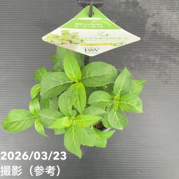 65周年記念セール】PW ラグランジア シャンデリーニ 3.5号｜花木10-TU