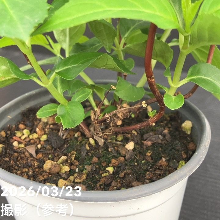 65周年記念セール】PW ラグランジア シャンデリーニ 3.5号｜花木10-TU