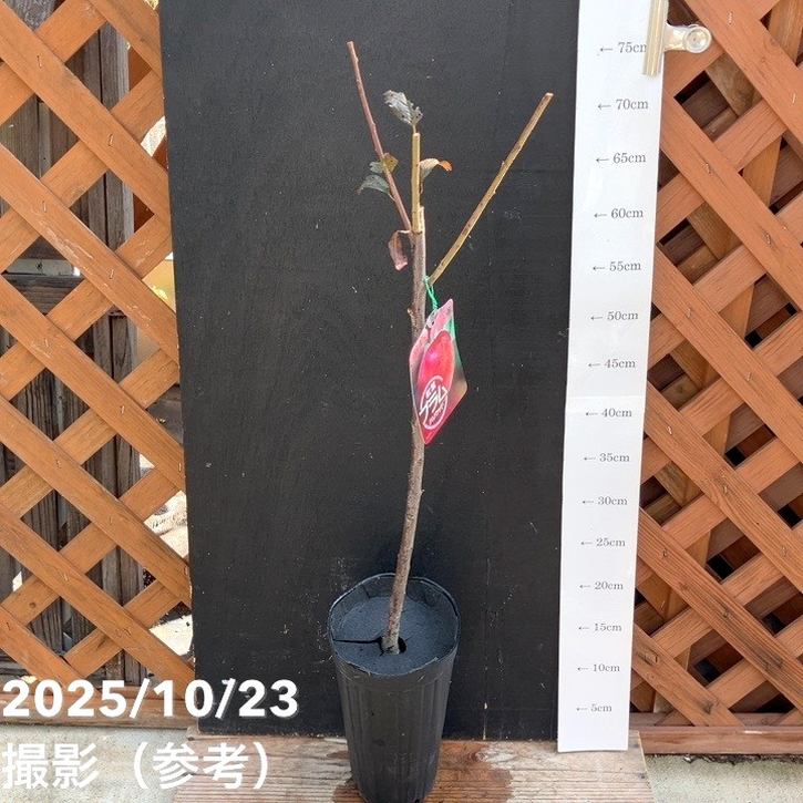 紅葉プラム ハリウッド 4号ロングポット｜果樹04-PA | 果樹,プラム