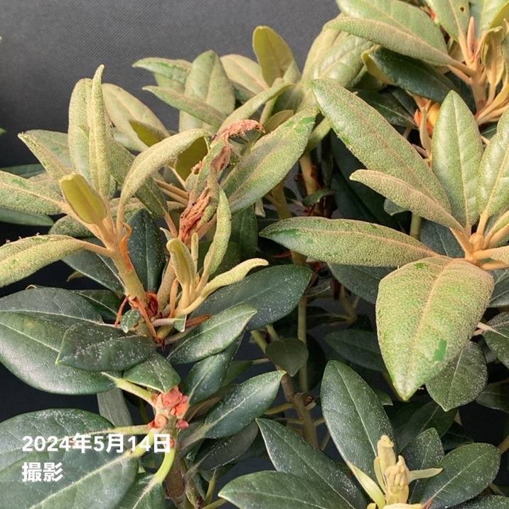 つぼみなし＞西洋シャクナゲ 8号 ハイドンハンター｜花木10-TU | 花木