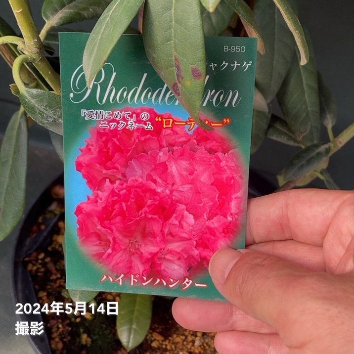 つぼみなし＞西洋シャクナゲ 8号 ハイドンハンター｜花木10-TU | 花木