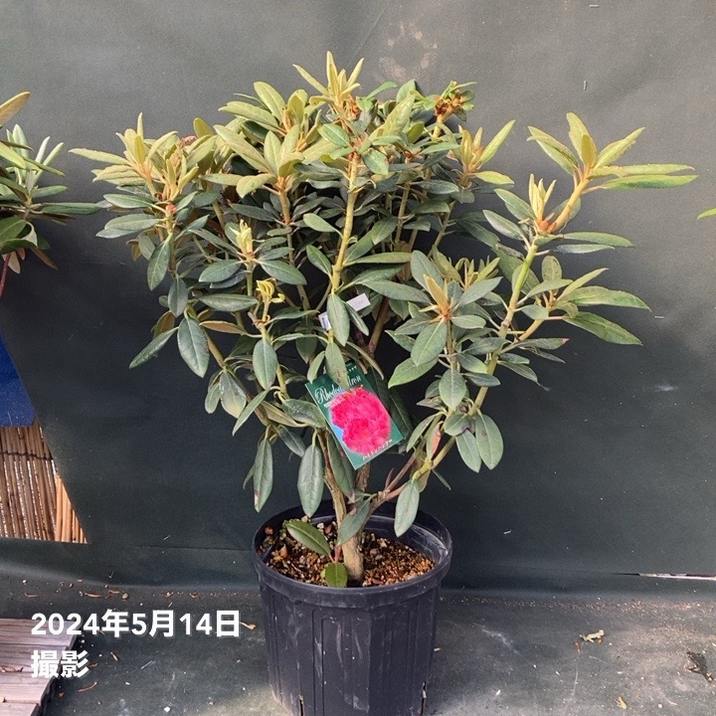 つぼみなし＞西洋シャクナゲ 8号 ハイドンハンター｜花木10-TU | 花木
