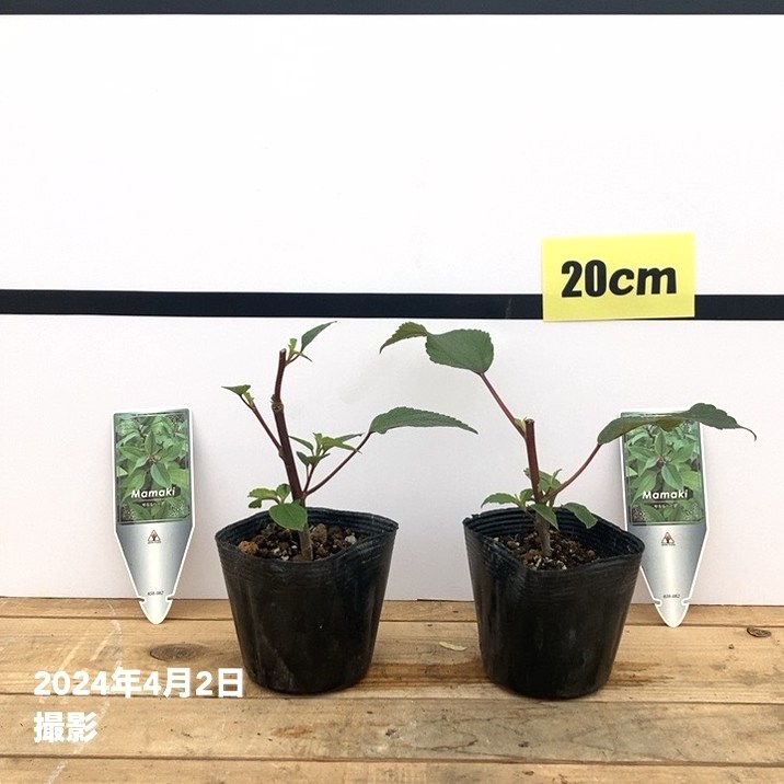 ハワイ固有のミラクルハーブ ママキ 3.5号×2鉢セット｜草花10-TU