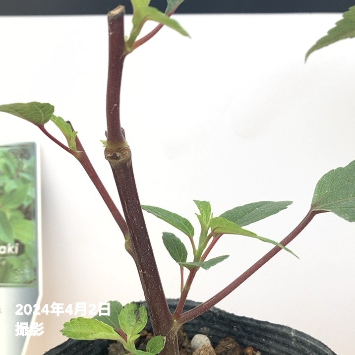 ハワイ固有のミラクルハーブ ママキ 3.5号×2鉢セット｜草花10-TU