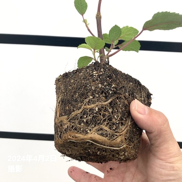 【希少】california redwood苗 希少】california redwood苗