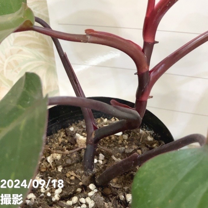 現品お届け】フィロデンドロン オレンジプリンセス 4.5号（Po2）｜観葉