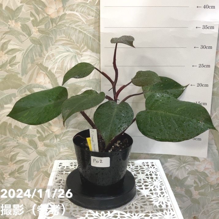 現品お届け】フィロデンドロン オレンジプリンセス 4.5号（Po2）｜観葉