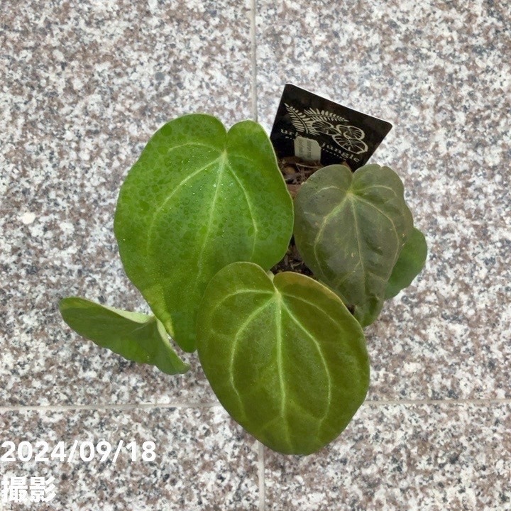 現品お届け】アンスリウム Anthurium hybrid（Ace of spades x Thai