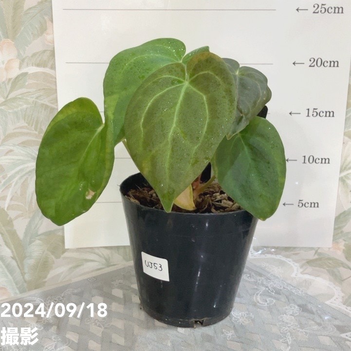 現品お届け】アンスリウム Anthurium hybrid（Ace of spades x Thai