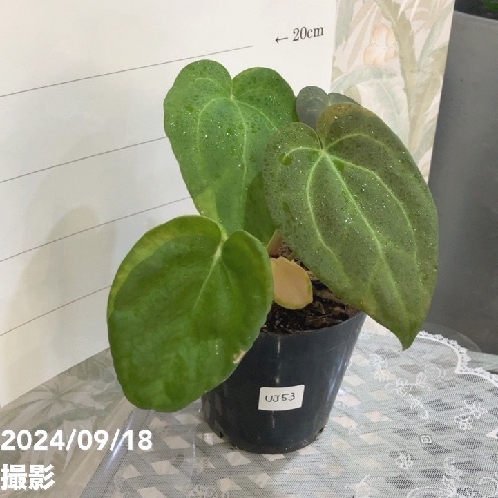 アンスリウム　ハイブリッド 現品お届け】アンスリウム Anthurium hybrid（Ace of spades x Thai