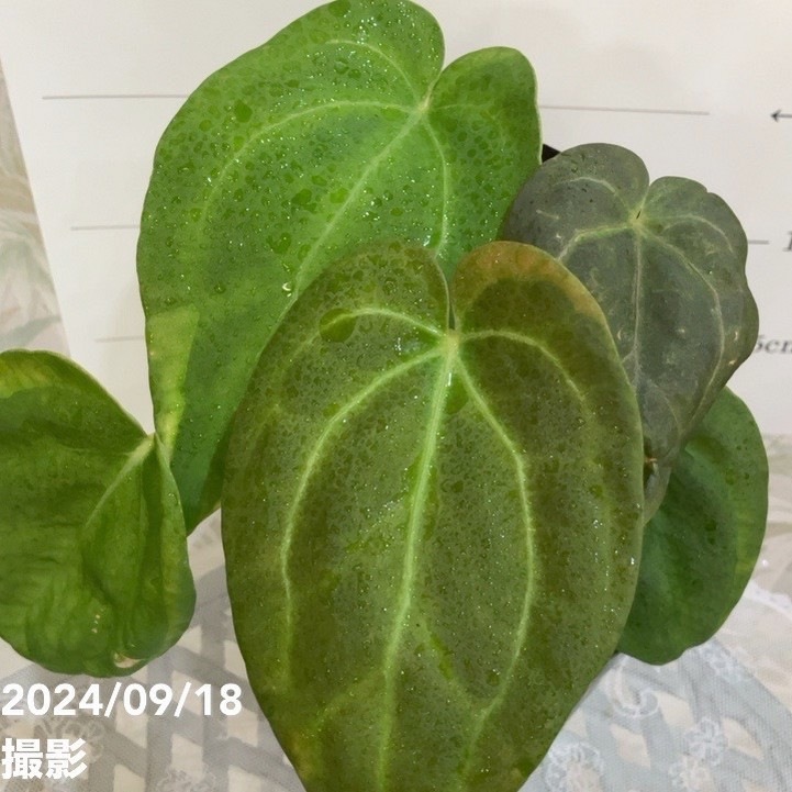 現品お届け】アンスリウム Anthurium hybrid（Ace of spades x Thai