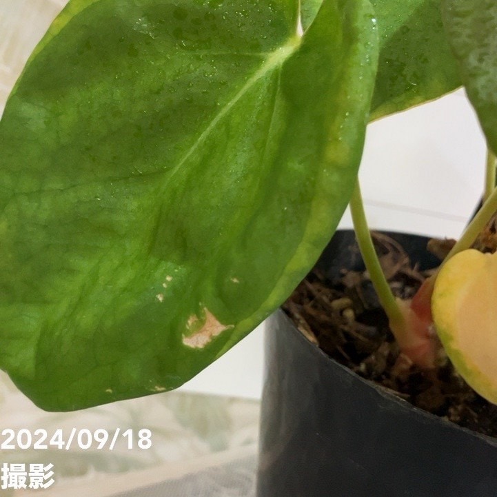 現品お届け】アンスリウム Anthurium hybrid（Ace of spades x Thai