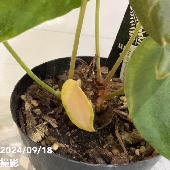 現品お届け】アンスリウム Anthurium hybrid（Ace of spades x Thai