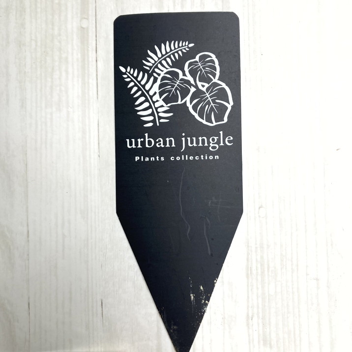 現品お届け】アンスリウム Anthurium hybrid（Ace of spades x Thai