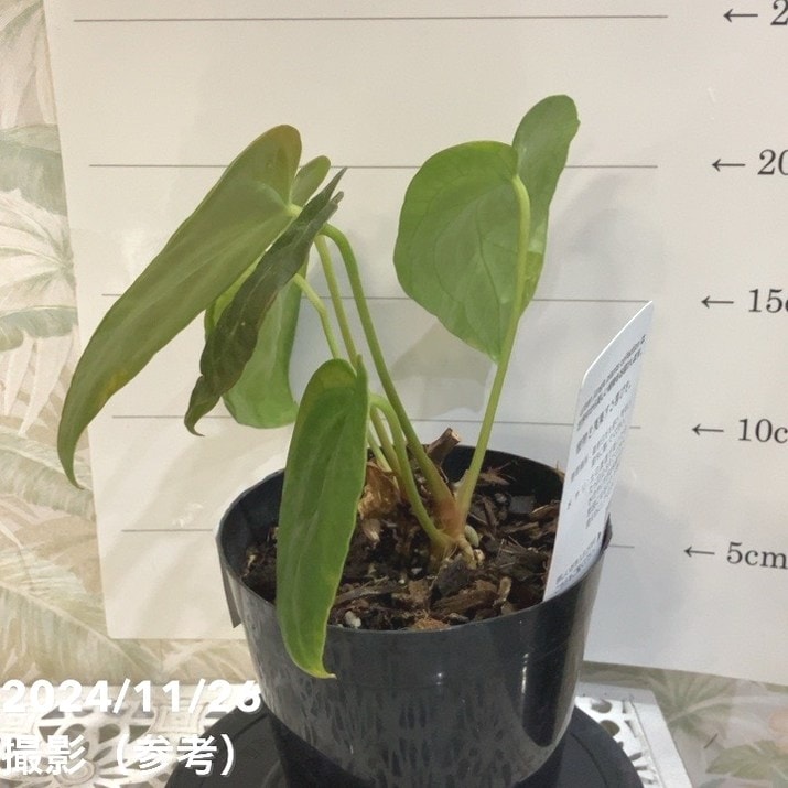 現品お届け】アンスリウム Anthurium hybrid（Ace of spades x Thai