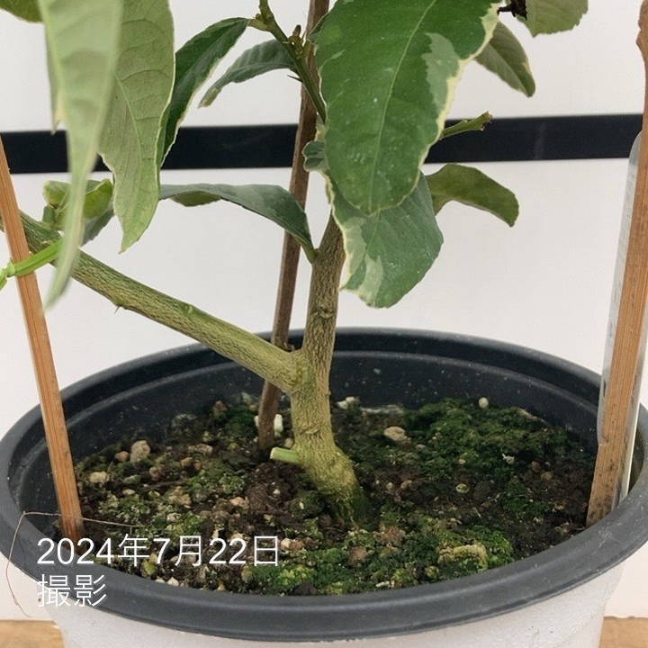 実付き＞斑入りレモン ピンクレモネード 5号ポット ｜果樹10-TU | 果樹