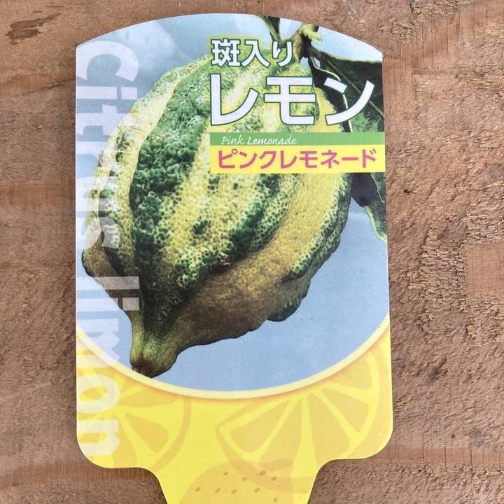 実付き＞斑入りレモン ピンクレモネード 5号ポット ｜果樹10-TU | 果樹