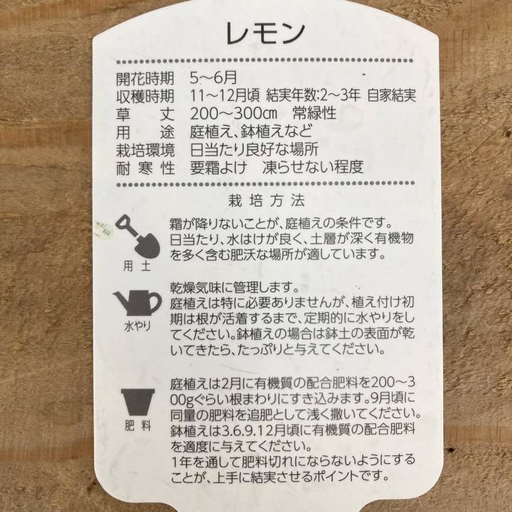 実付き＞斑入りレモン ピンクレモネード 5号ポット ｜果樹10-TU | 果樹