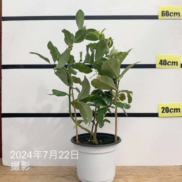 レモネード014 レモネード014 レモネード014 MENU ZX14 12'+ – iOneMoto