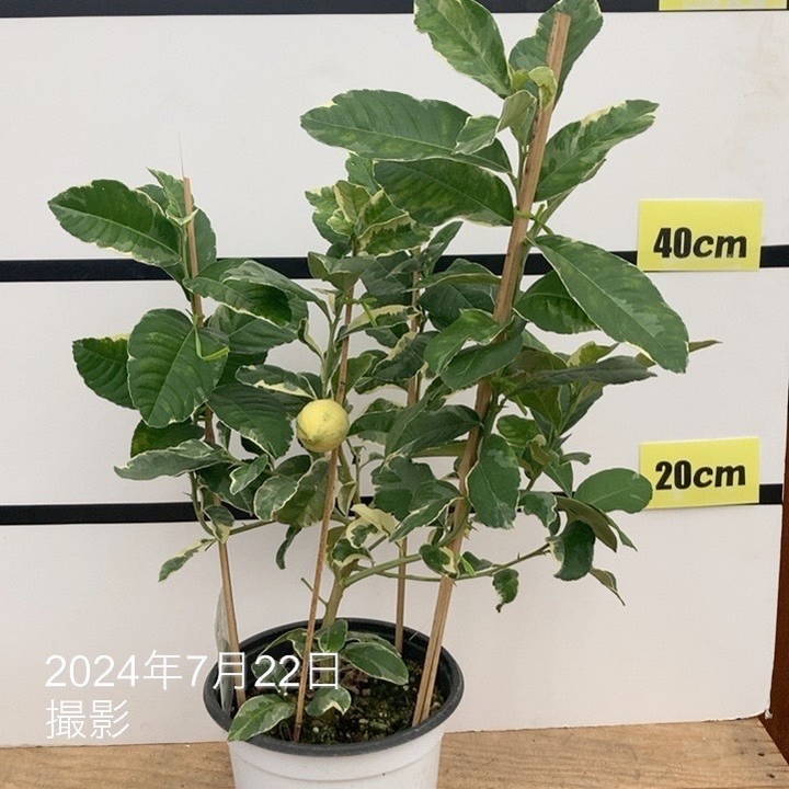 ピンクレモネード レモン 実つき！ 新5年生 実付き＞斑入りレモン ピンクレモネード 5号ポット ｜果樹10-TU