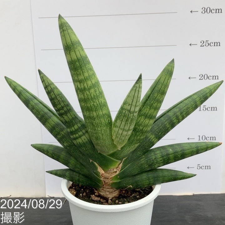 現品お届け】サンスベリア 4号 マンタ 白プラ鉢仕様（S56）｜観葉02-D2