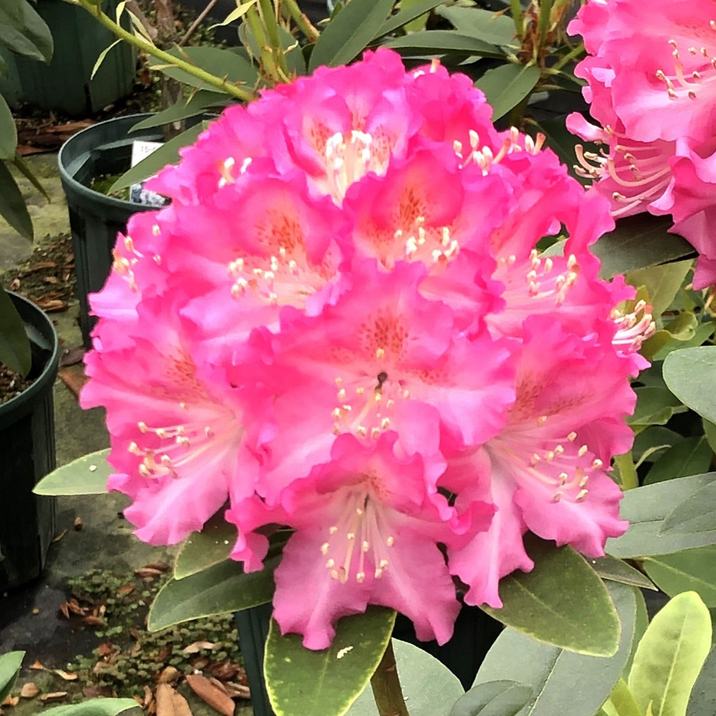 シャクナゲ スーパーローディー 5号 ジャンヌ｜花木01-D1 | 赤塚植物園